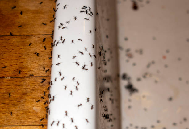 Best Exterminator Services  in Braselton, GA