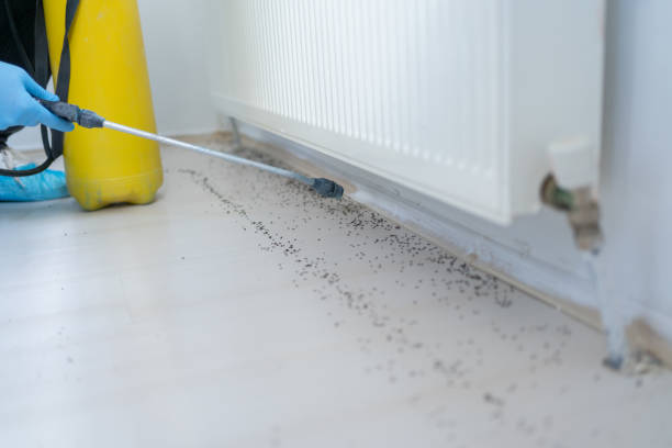 Best Wasp Removal Services  in Braselton, GA